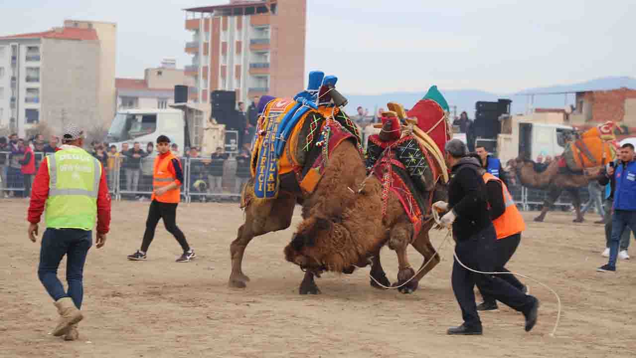 Manisa Turgutlu'da deve güreşleri için hazırlıklar tamamlandı