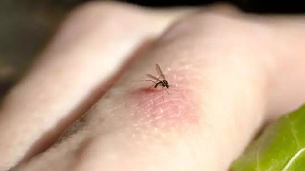 Şaşırtıcı ama gerçek! Sivrisinekler en çok bu kan grubuna bayılıyor