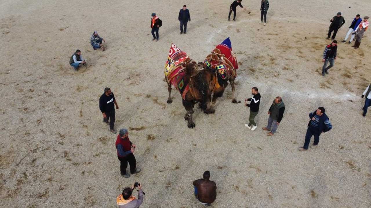 Aydın Nazilli'de deve güreşi festivali iptal edildi