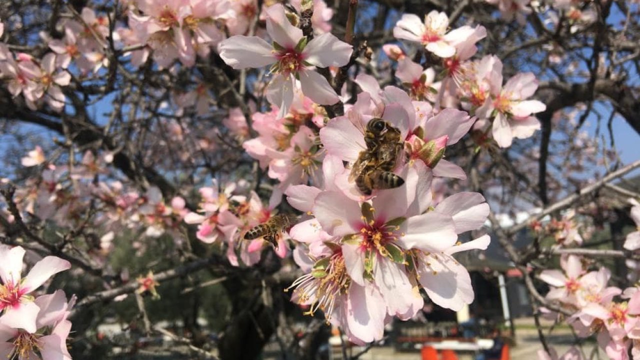 Aydın’da bahar erken gelince arılar vızır vızır çalışma moduna geçti