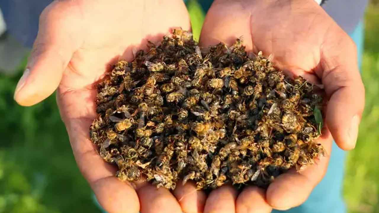 Toplu arı ölümleri başladı! Arılar yok olursa ne olur?