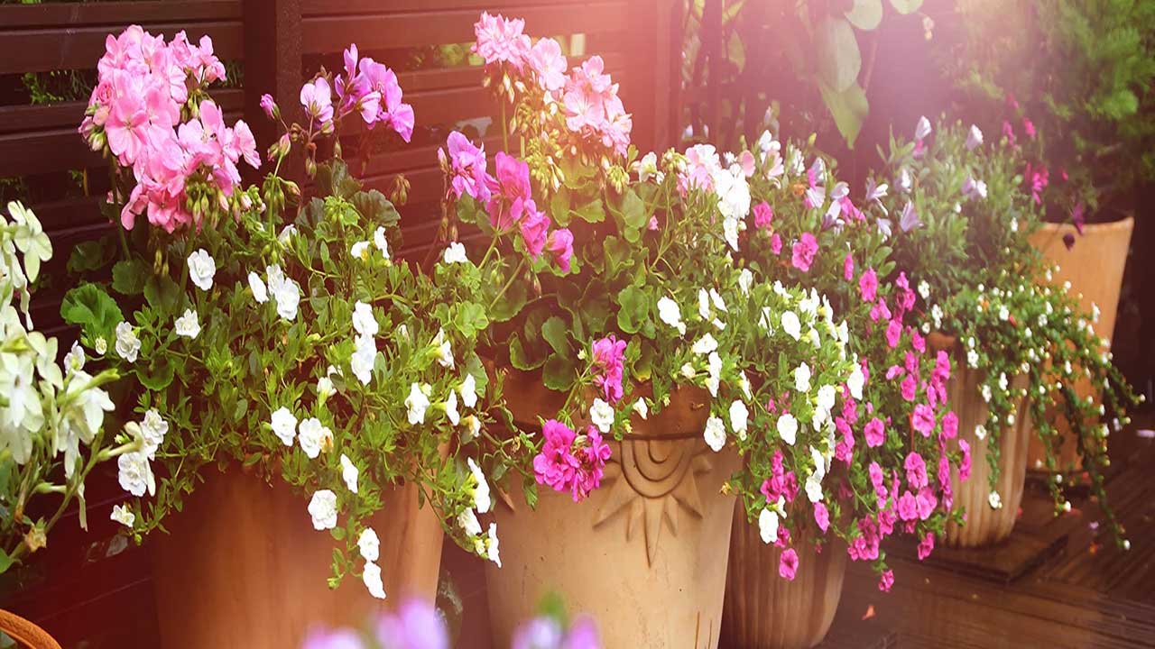 Evde çiçek COŞTURAN YAPIMI hiç bu kadar kolay olmamıştı! Çiçekleriniz coştukça coşacak gören hayran kalacak