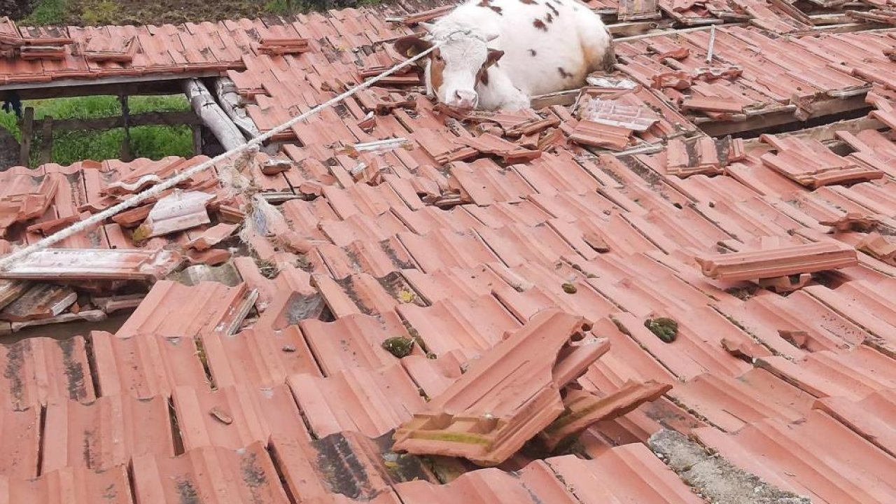 Manisa’da garip olay! İnek çatıda mahsur kaldı