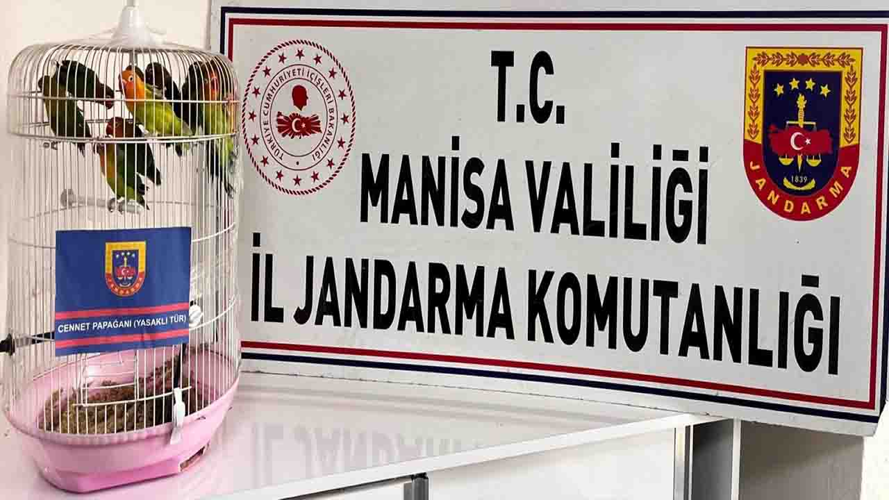 Manisa'da jandarma Türkiye'de satışı yasak 14 papağan yakaladı!