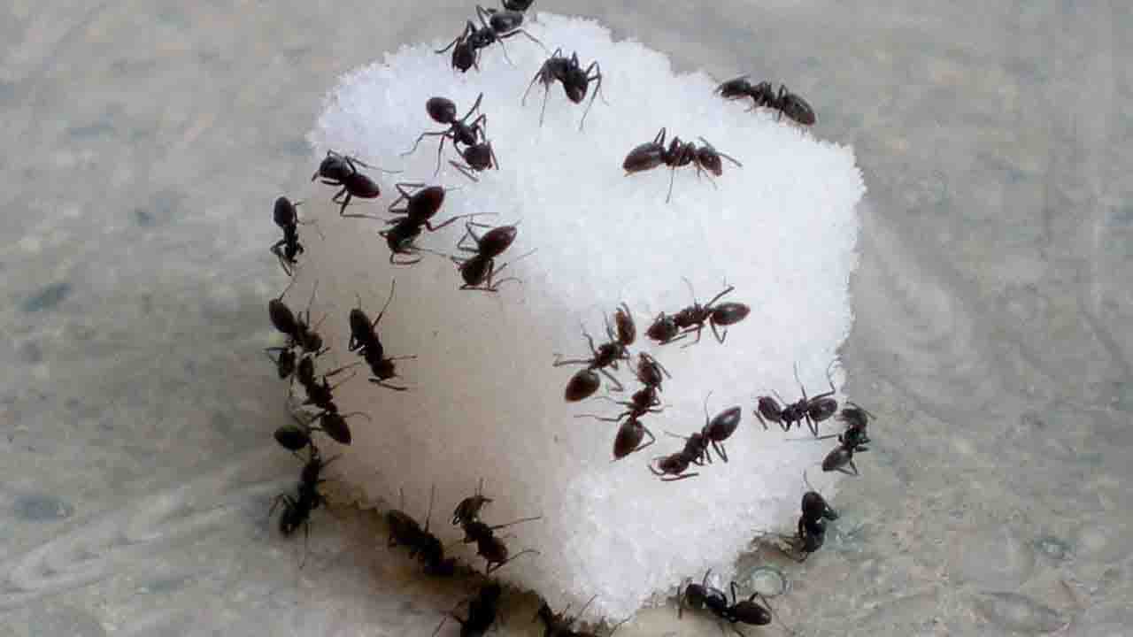 Karıncalar evleri istila etmeye başladı! Bunu gören karıncalar arkalarına bile bakmadan kaçıyorlar!