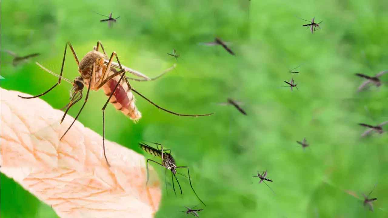 Sivrisinekleri defedecek YÖNTEM! Pencerenin kenarına bir miktar koyun işte doğal SİVRİSİNEK SAVAR