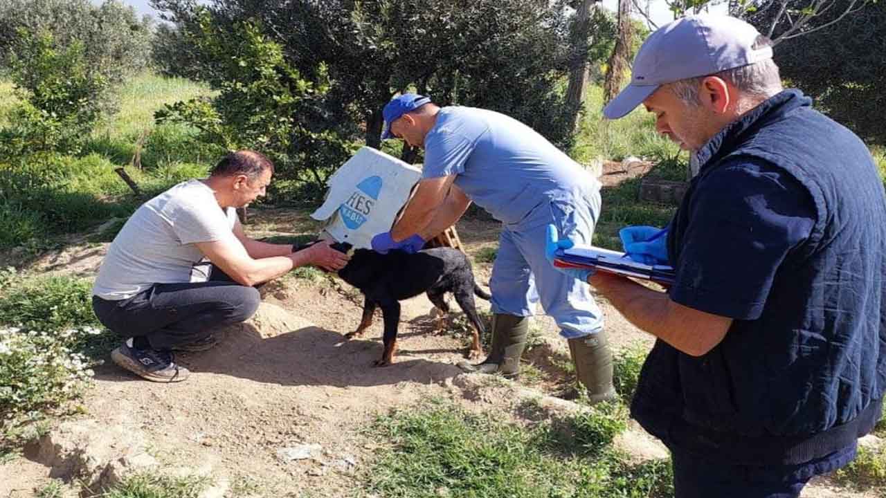 Aydın Kuyucak'ta kedi ve köpeklere kuduz aşısı yapıldı