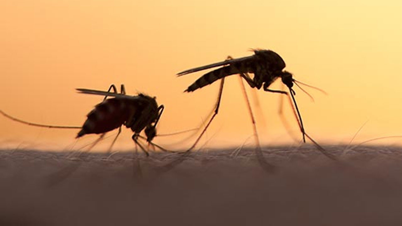 Sivrisinek kaçıran yöntem! Bir tutamı tek sivrisinek bırakmıyor!
