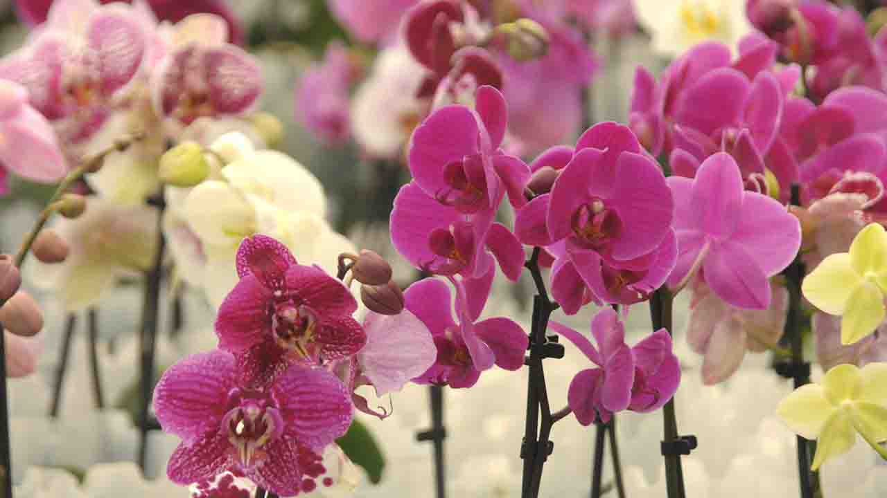 Çiçekçiler sır gibi saklıyor! Herkes orkide coşturan bu yöntemi arıyor!