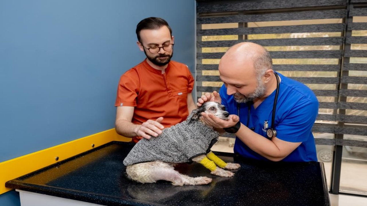 İzmir’de 12 yaşındaki Köpek Max ameliyatla sağlığına kavuştu