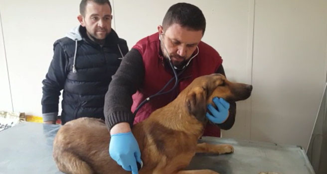 Köpeği kurtarmak için duvarı yıktılar