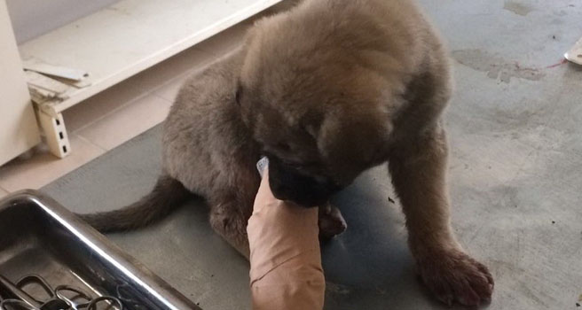 Bacağını araba ezen yavru köpeğe belediye sahip çıktı