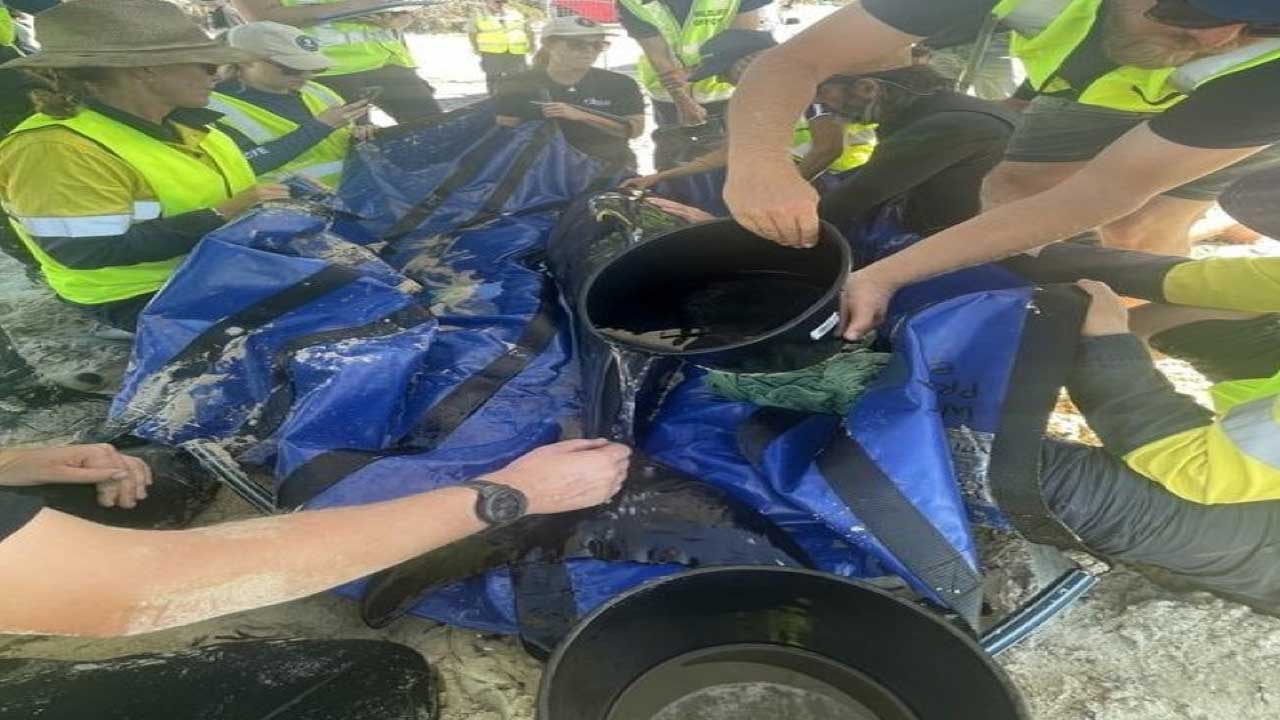 Avusturalya’da kıyıya vuran 160 balinadan 28'i kurtarılamadı