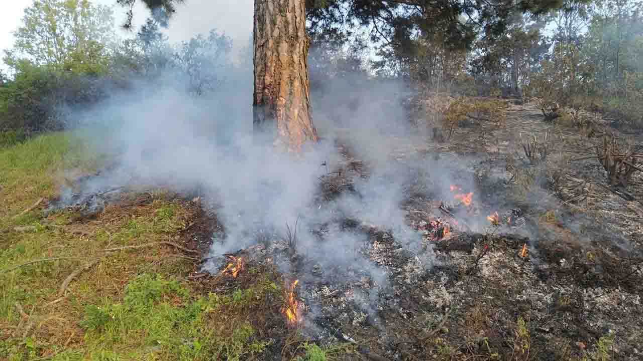 Manisa'da orman yangını büyümeden kontrol altına alındı!