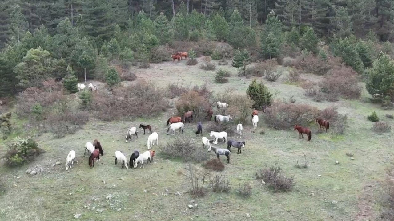 Kütahya’da yaban atları ve yavruları drone ile görüntülendi