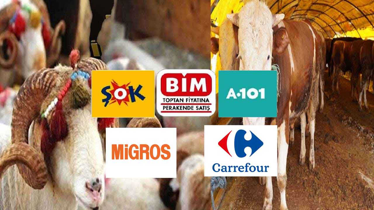 Carrefour Migros BİM ŞOK A101 Kurbanlık fiyatları 2024! Büyükbaş küçükbaş kurban fiyatı
