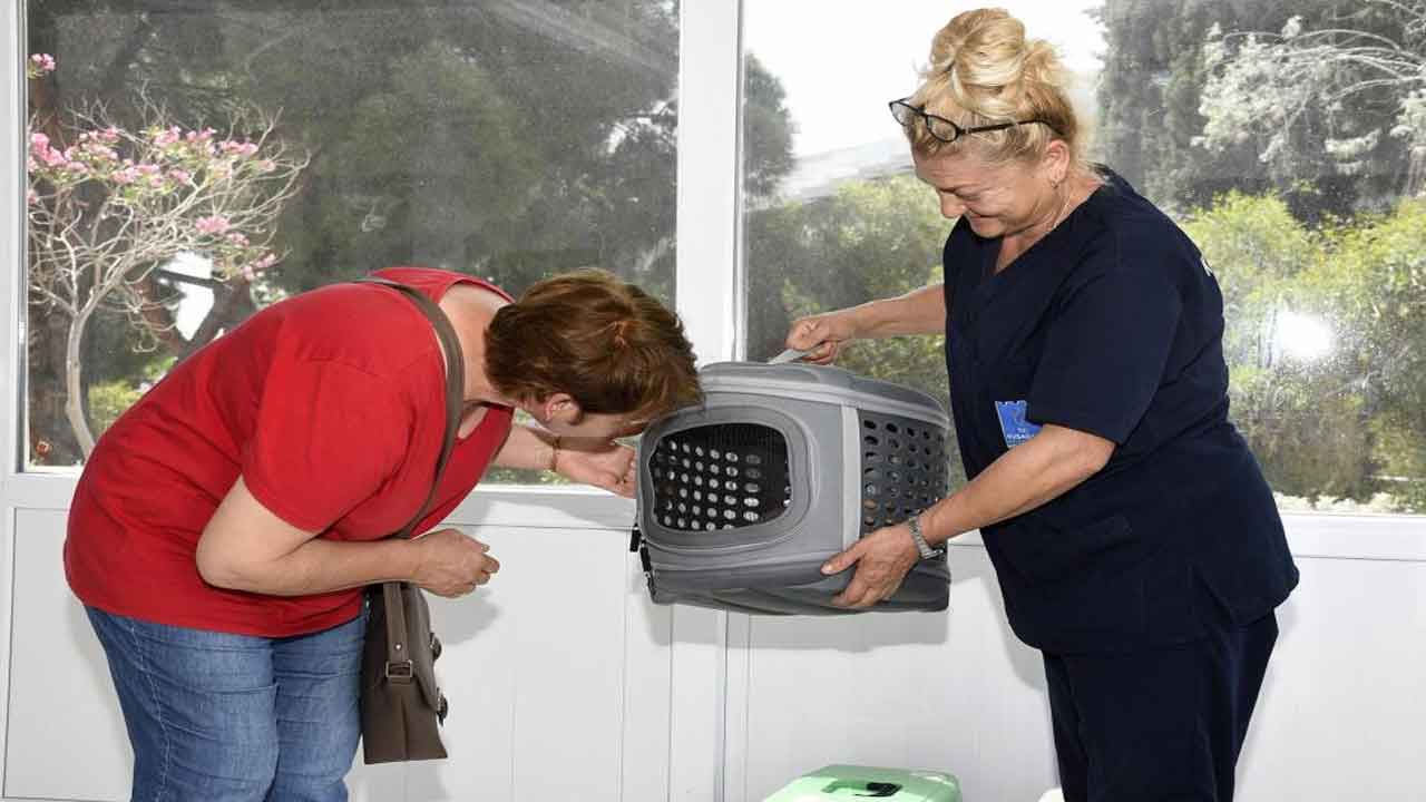 Aydın Kuşadası'nda kedi kısırlaştırma merkezine yoğun ilgi