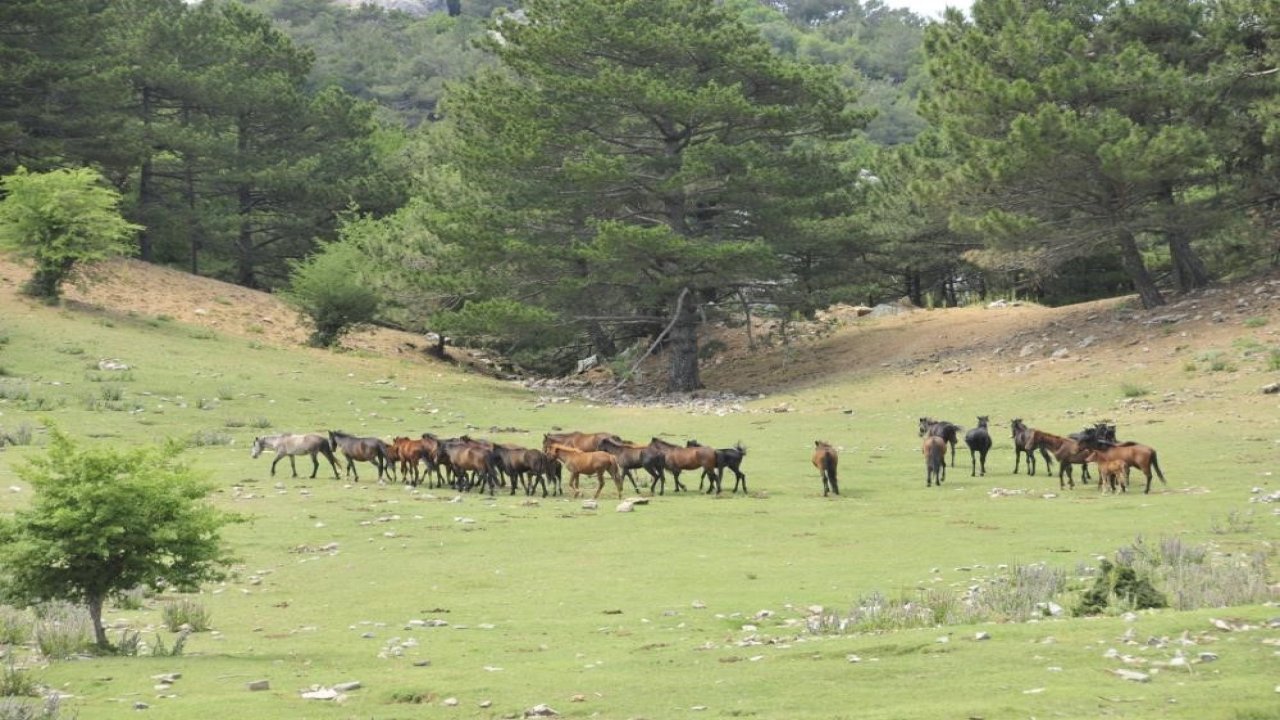 Aydın Dilek Yarımadası Milli Parkı’ndaki yılkı atlar göz kamaştırıyor