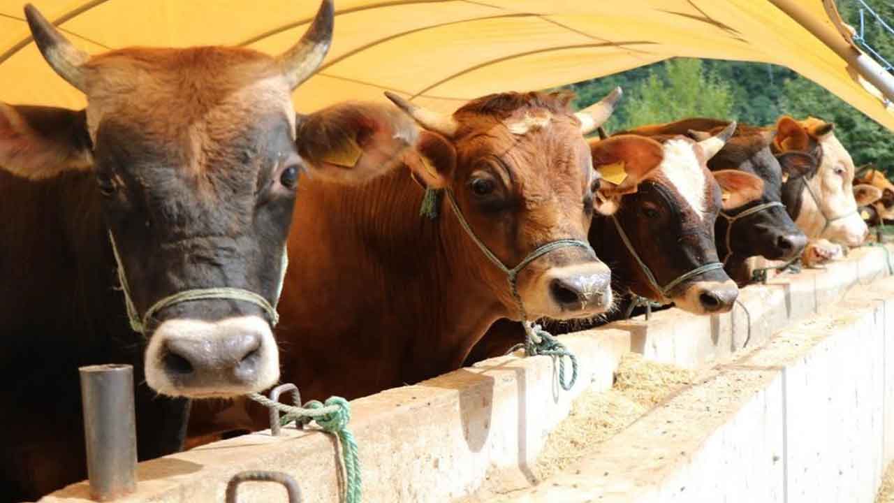 Fiyatı düşer diye bekleyen yandı! Kurbanlık fiyatları yine zamlandı işte son fiyatlar