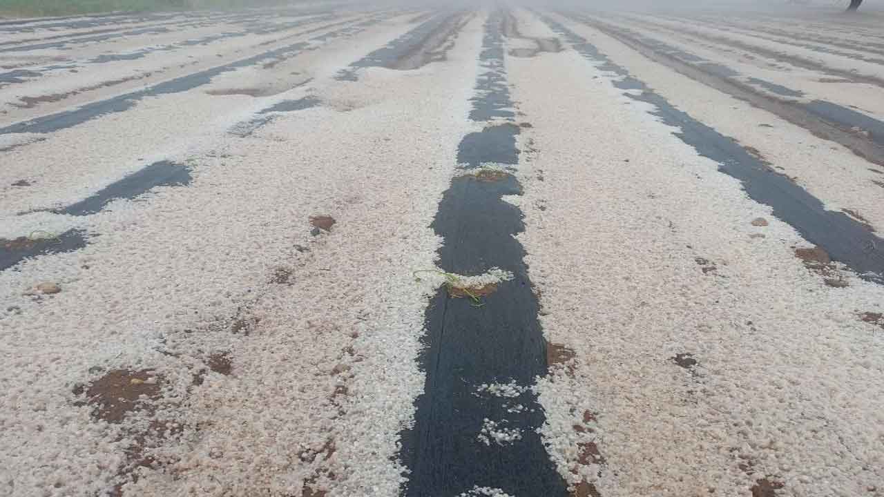 Denizli'de etkili dolu yağışı ekili tarım arazilerini vurdu