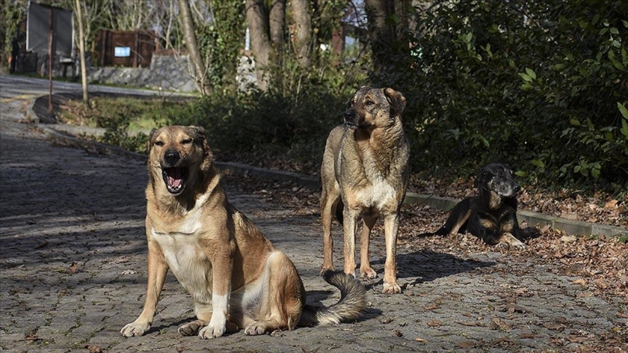 Başıboş sokak köpekleri ve kediler için şoke eden mahkeme kararı