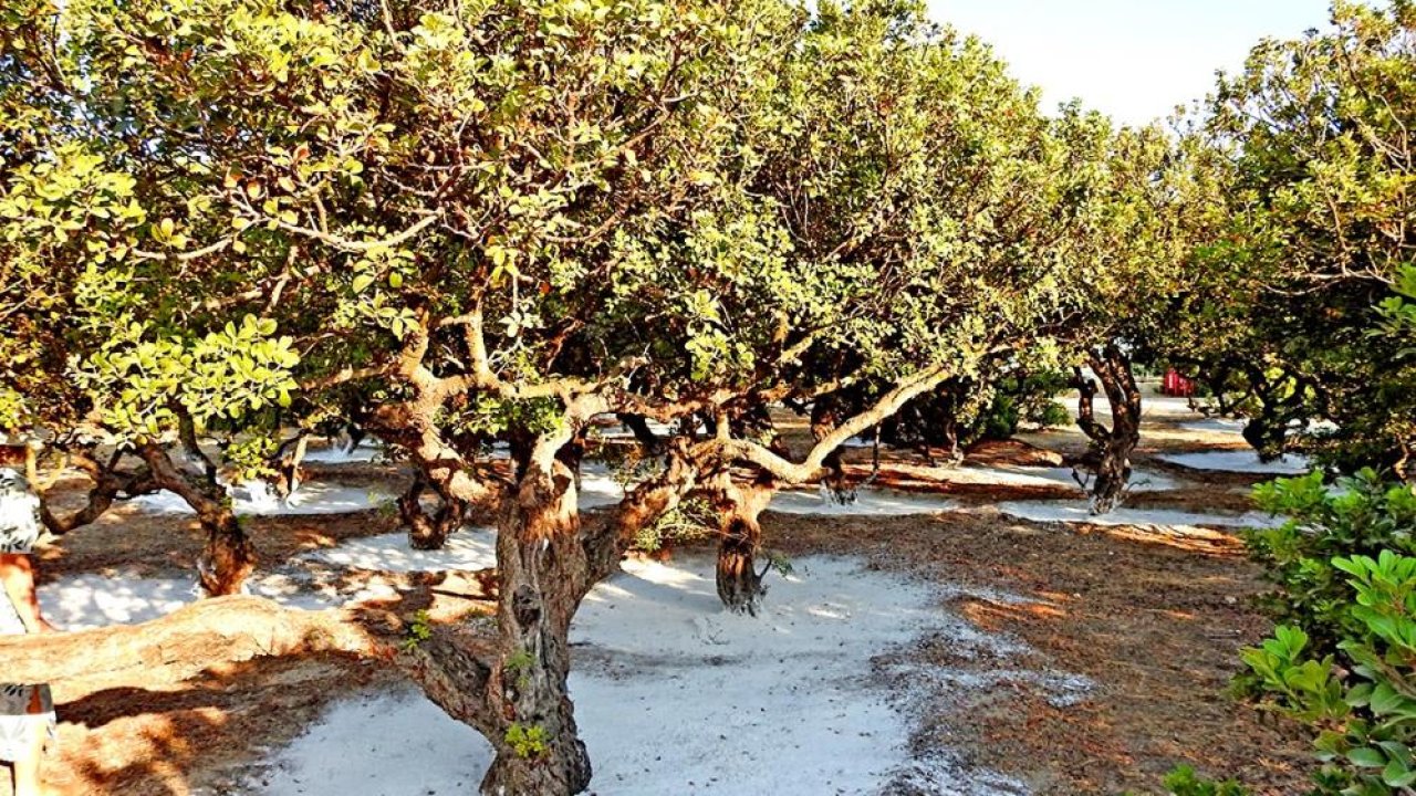 İzmir Çeşme’de coğrafi işaret alan sakız ağaçlarının karbonu tuttuğu ortaya çıktı