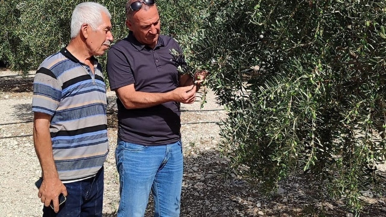 Aydın Didim’de zeytin dökülmeleri durdu