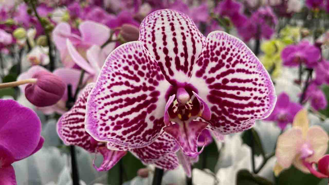 Evde orkide çoğaltma yöntemi! Saksı saksı çiçekleriniz olacak!