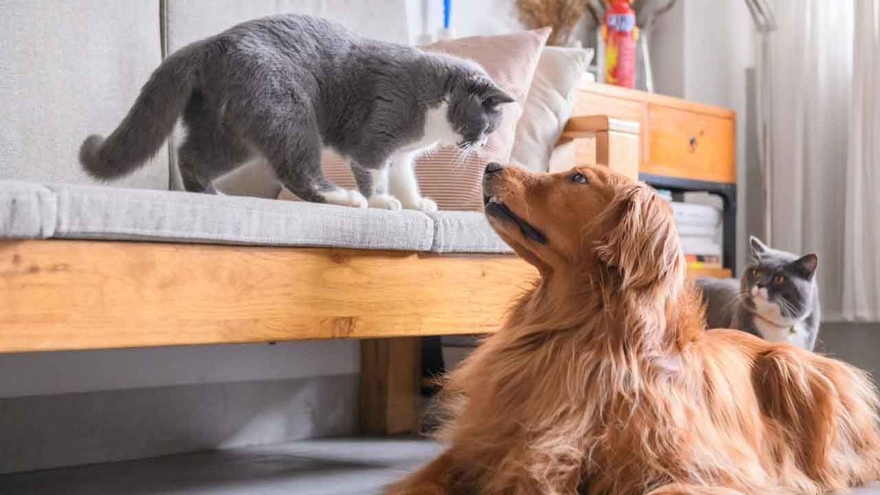 Evinde apartmanda kedi köpek besleyenler dikkat! Bunu yapanlara 50 bin TL para cezası kesilecek
