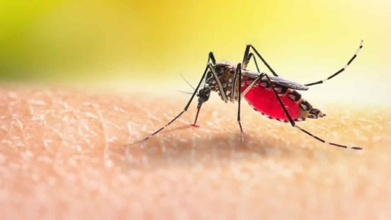 5 dakikada sivrisinek sinek böcek sorunlarına SON! 3 mumu olan sivrisinekten kurtulacak