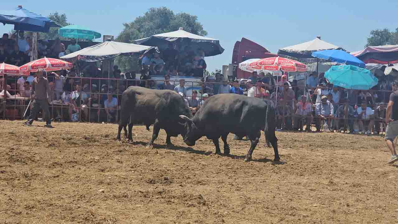 İzmir Tire'de boğa güreşleri festivale dönüştü!