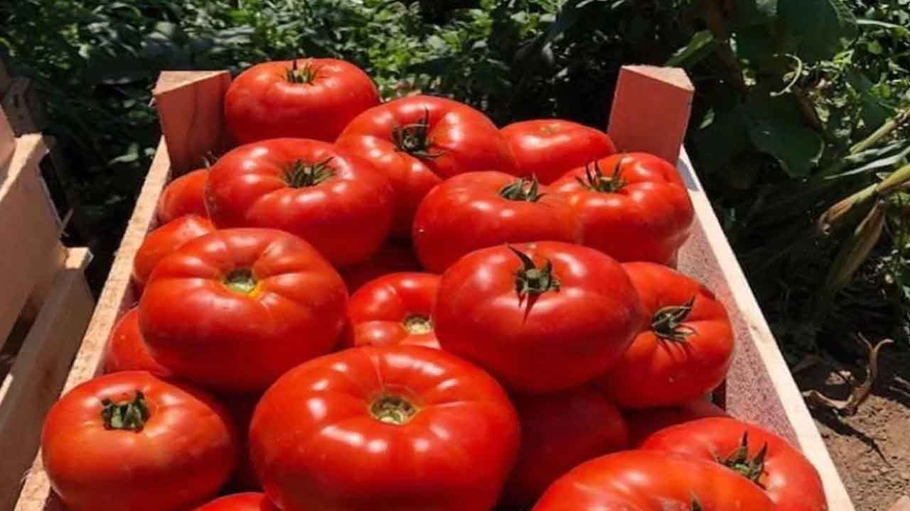 Domates biber COŞTURAN! Evde domates GÜBRESİ nasıl yapılır işte tarifi