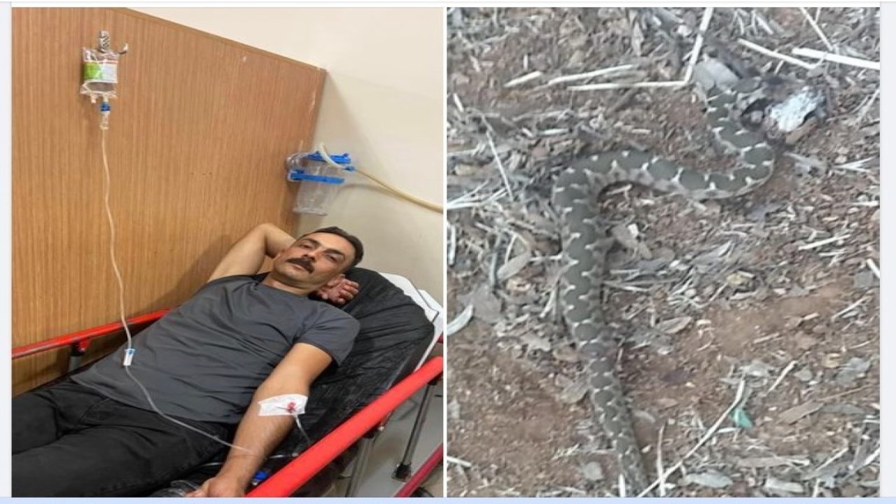 Aydın Karacasu’da engerek yılanının ısırdığı şahıs hastaneye kaldırıldı