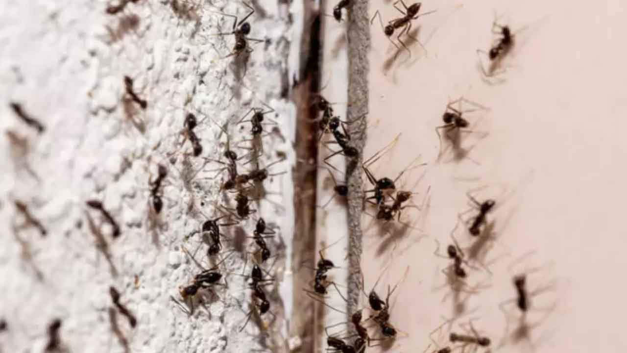 Evde karınca bırakmayacak! Evdeki karıncalardan kesin çözüm karıncasavar ilacı