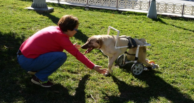 Safiye Acar, hayata tutunan engelli köpeğe bebek gibi bakıyor