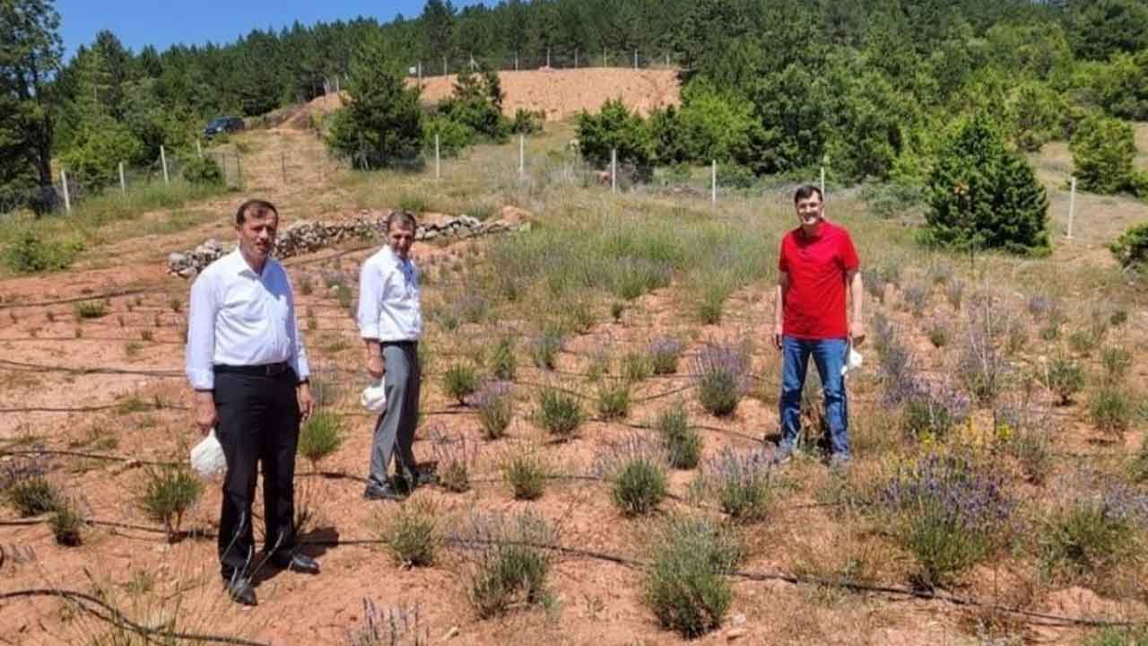 Kütahya Hisarcık'ta tıbbi ve aromatik bitikler incelendi