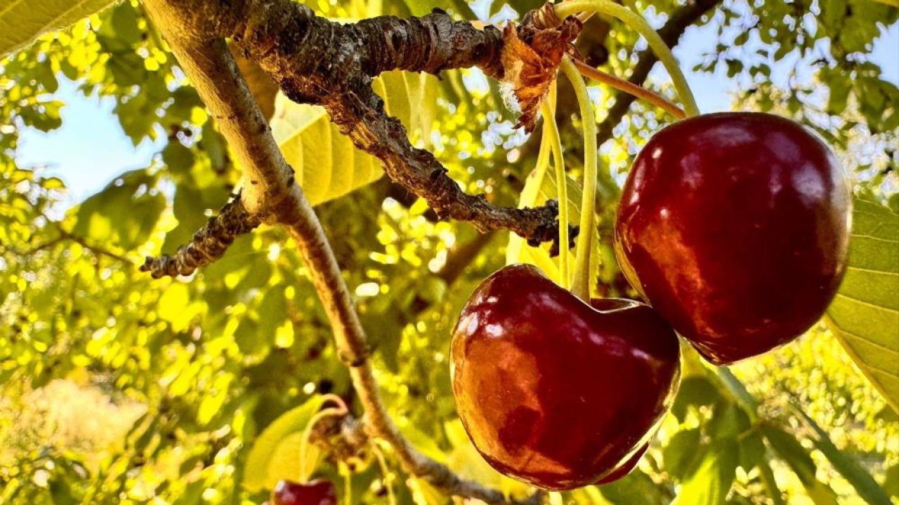 Afyonkarahisar’da bu yıl kirazda beklenilen rekolte karşılanmadı