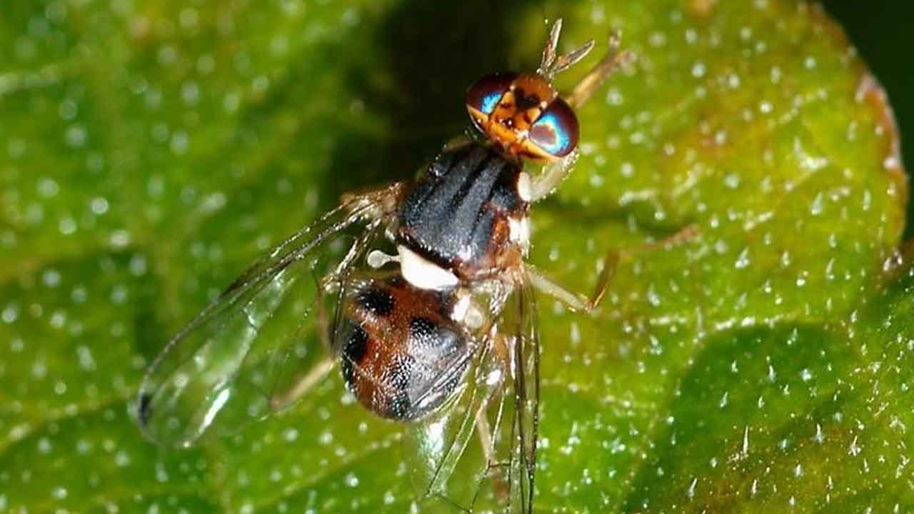 Aydın Buharkent'e zeytin sineği uyarısı ve ilaçlama çağrısı!