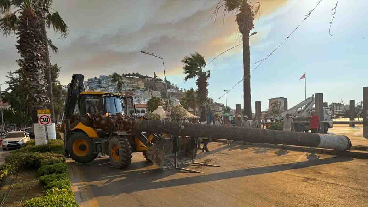 Aydın Kuşadası'nda devrilen ağaç için operasyon yönetildi!