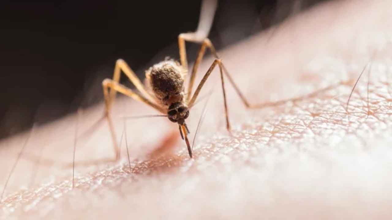 Sivrisinek ısırığına kaşıntısına kesin çözüm! Sivri ısırığı olan yere bunu sürün anında geçer