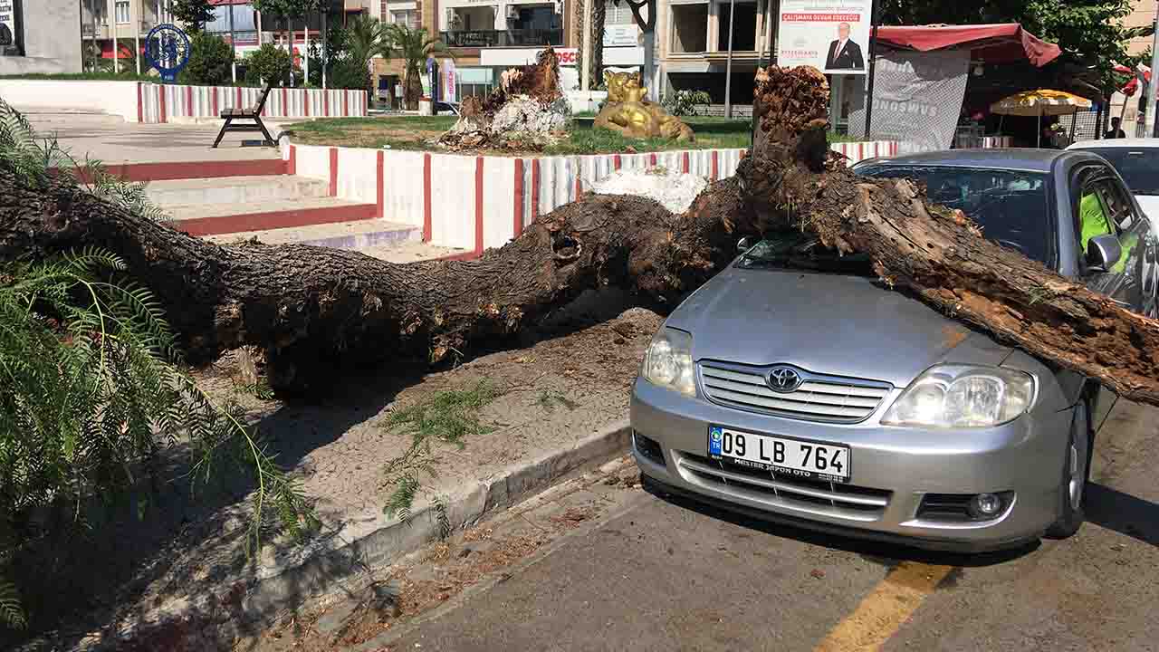 Aydın'da kökünden kuruyan ağaç otomobilin üzerine devrildi