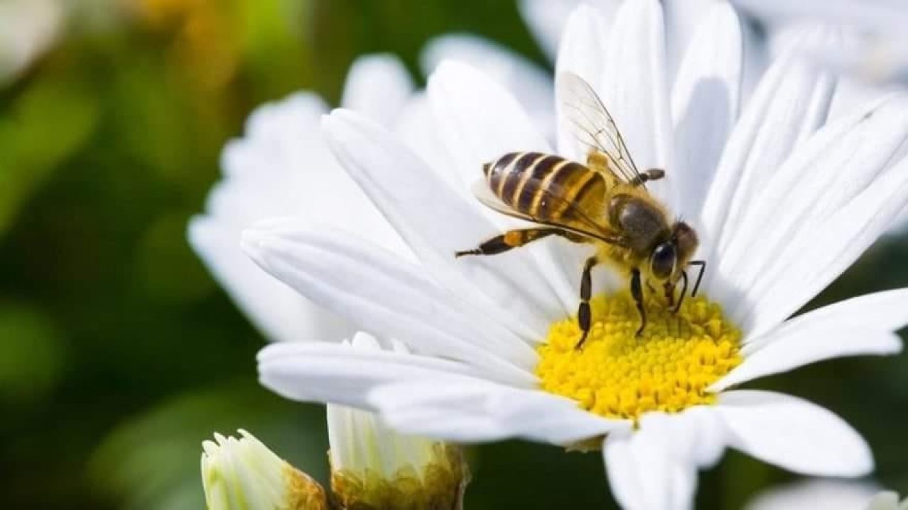 Aydın’da İlçe Tarım arılar için uyarı yaptı