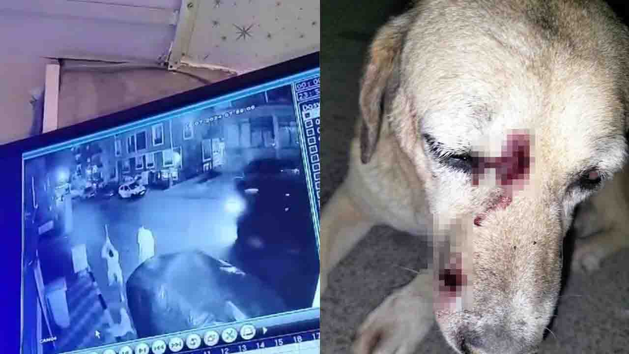 İzmir'de uyuyan köpeği sopalarla dövüp yaralayan baba oğul adli kontrolle serbest bırakıldı