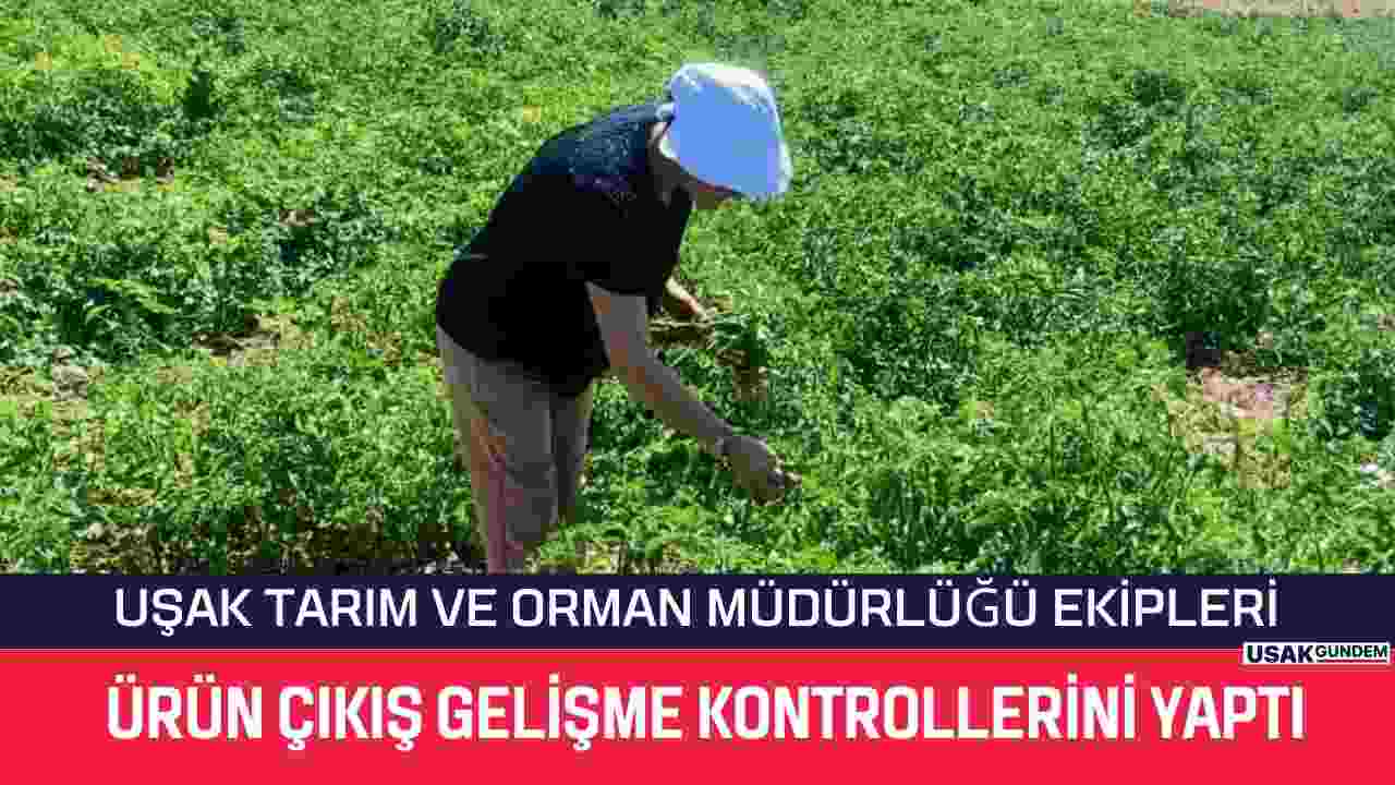 Uşak Tarım ve Orman Müdürlüğü ekipleri ürün çıkış gelişme kontrollerini yaptı