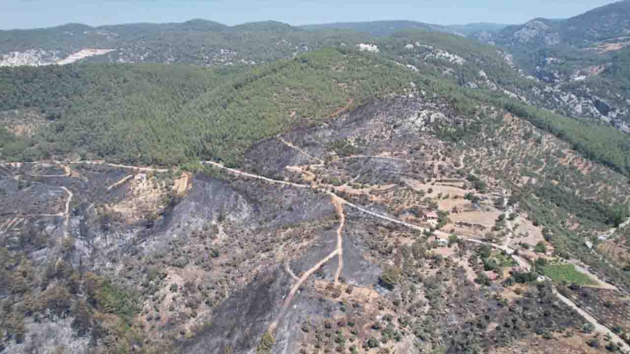 Muğla Milas'ta orman yangınında 70 yıllık zeytin ağaçları kül oldu!