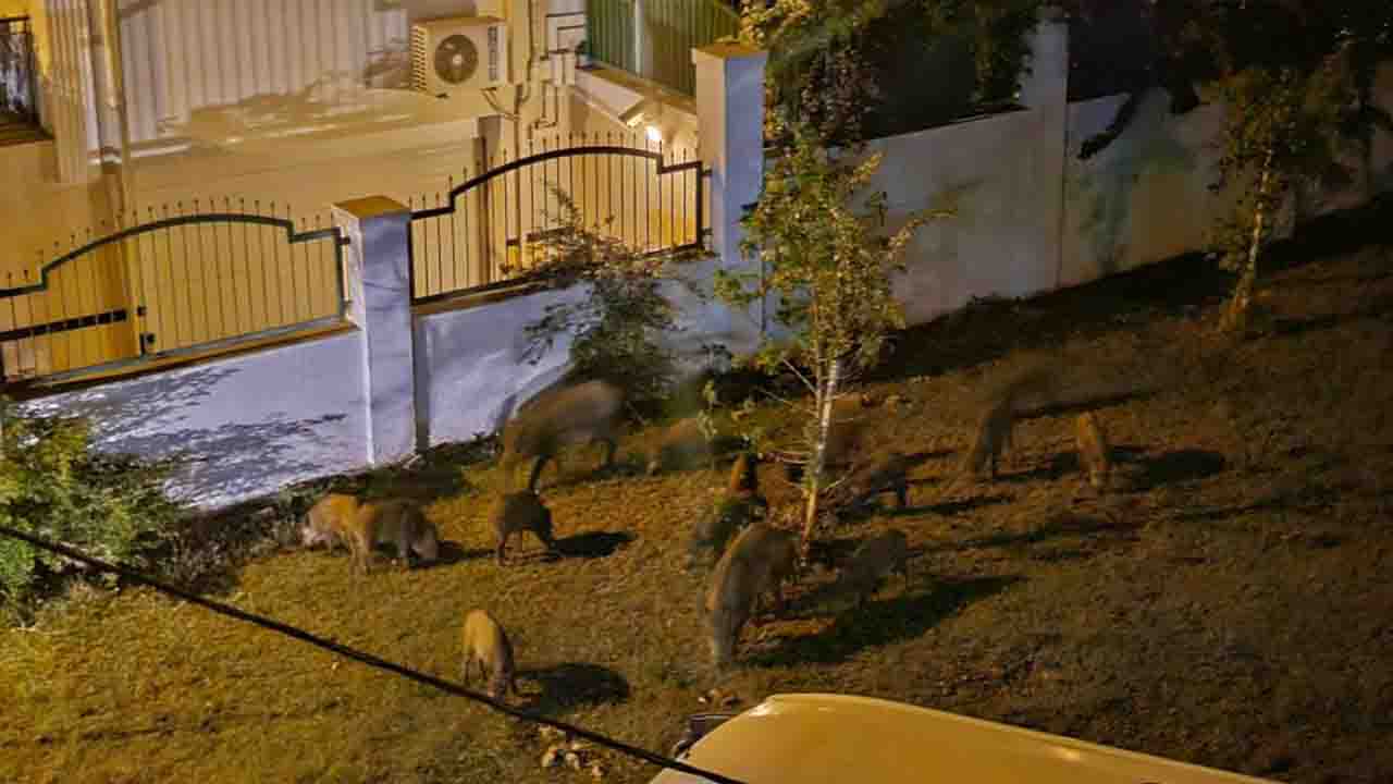Muğla Marmaris'te yaban domuzları ilçe merkezine indiler