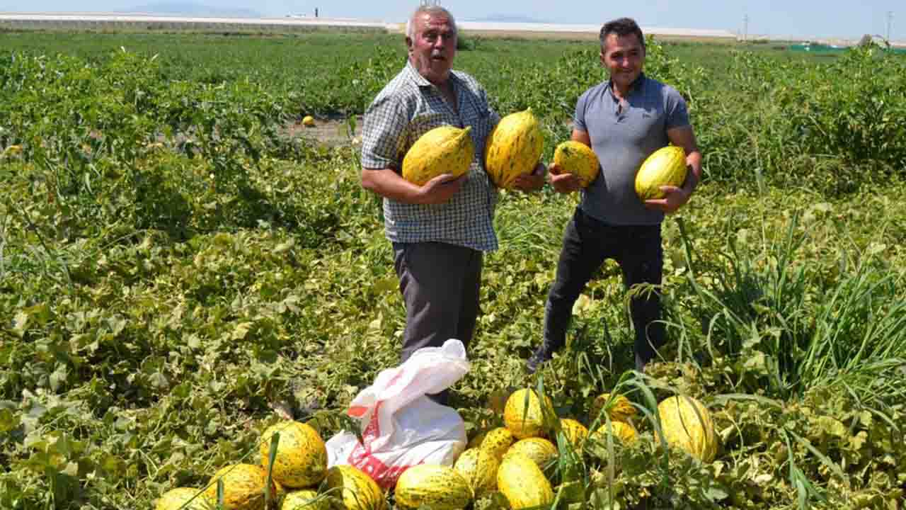Manisa'da 600 ton kavun ve karpuzu bedavaya dağıttılar!