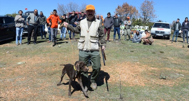 Uşak'ta, 7 ilden avcılar köpekleriyle keklik avında yarıştı