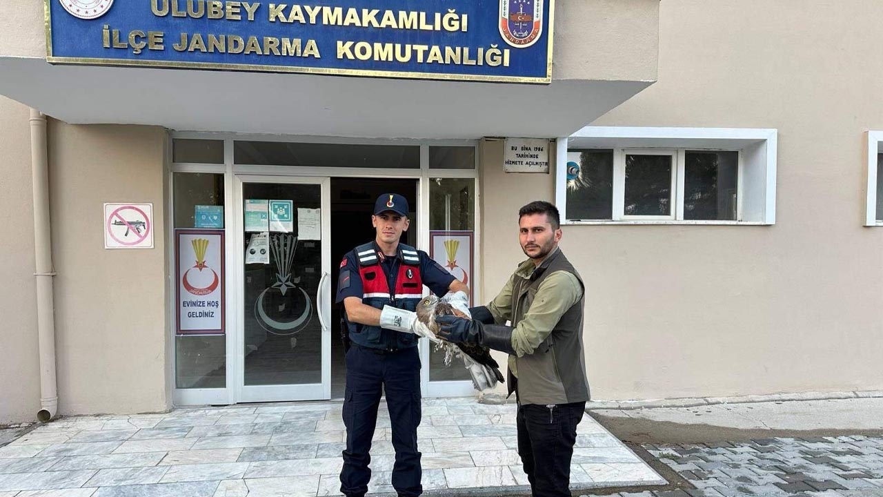 Uşak'ta uçmakta zorlanan şahin jandarma eliyle tedaviye uçtu