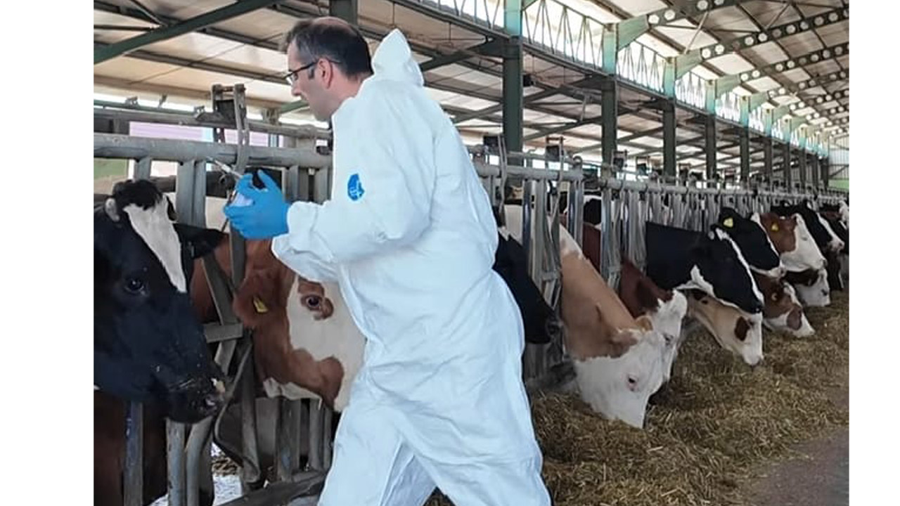 Uşak’ta şap aşılaması hız kazandı İl Müdürü Bilir sahada